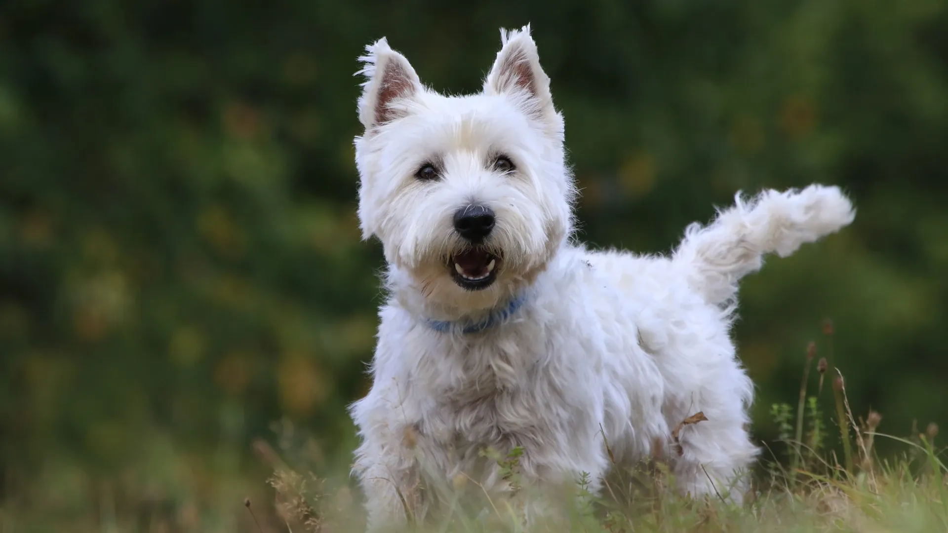 West Highland White Terrier
